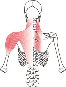 肩こりに関係する筋肉